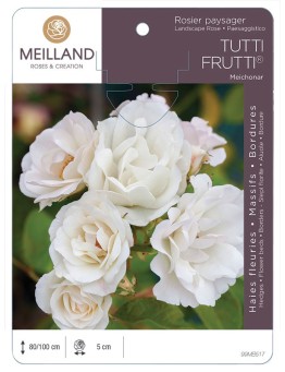 Rosier paysager TUTTI FRUTTI ®  Meichonar *