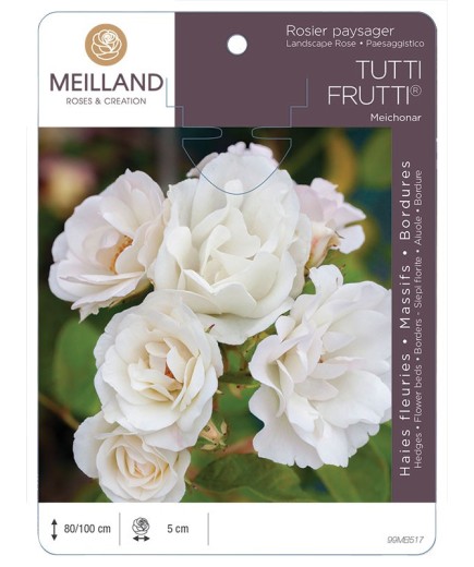 Rosier paysager TUTTI FRUTTI ®  Meichonar *