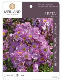 Rosier paysager SIESTA ® Meicascal *