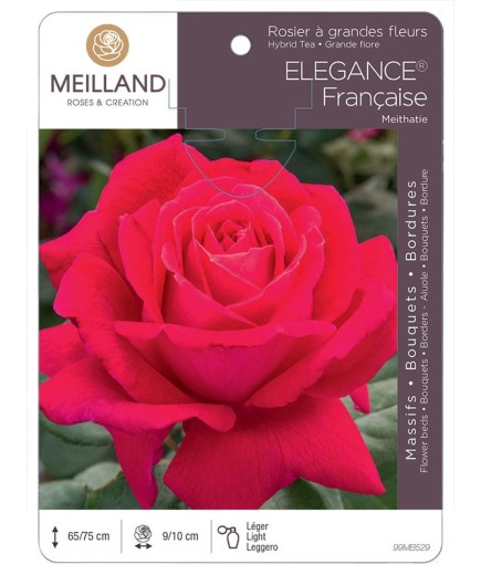 Rosier à grandes fleurs ELEGANCE Française ® Meithatie