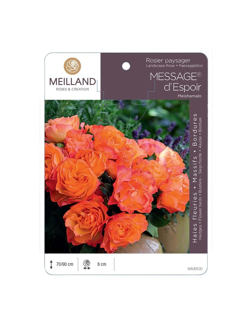 Rosier paysager MESSAGE® d'espoir Meishamalo