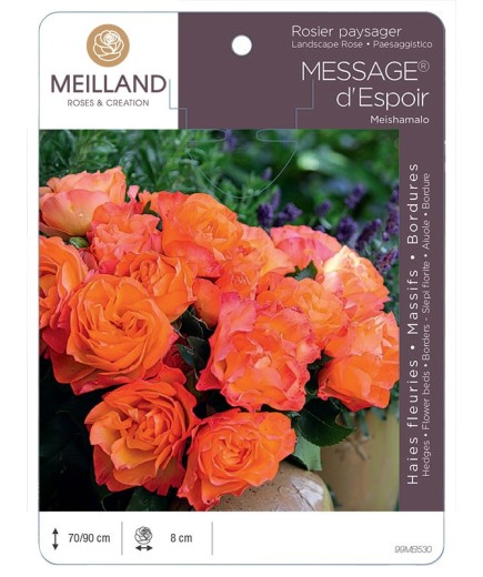 Rosier paysager MESSAGE® d'espoir Meishamalo