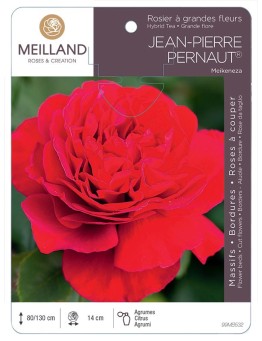 Rosier à grandes fleurs Jean-Pierre PERNAUT® Meikeneza