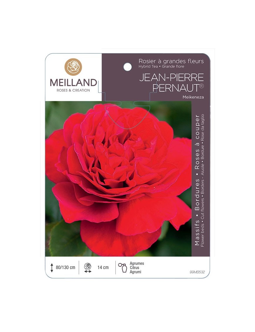Rosier à grandes fleurs Jean-Pierre PERNAUT® Meikeneza