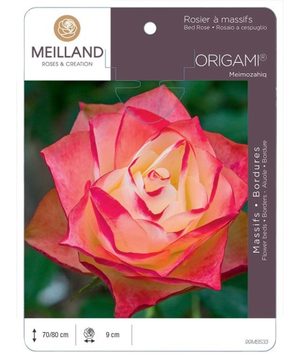 Rosier à massifs ORIGAMI ® Meimozahiq