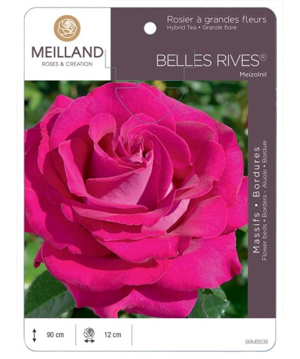 Rosier à grandes fleurs BELLES RIVES ® Meizolnil