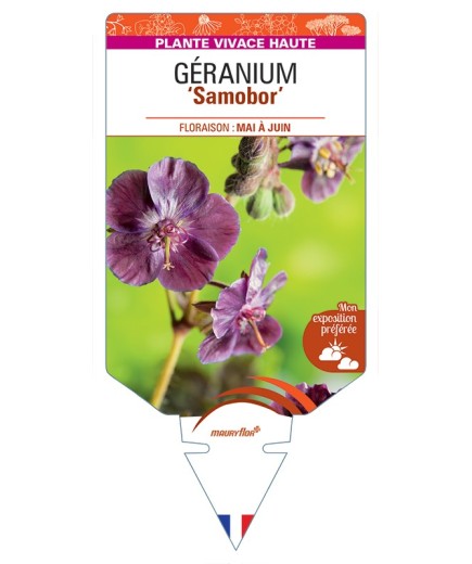 GERANIUM (phaeum) Samobor