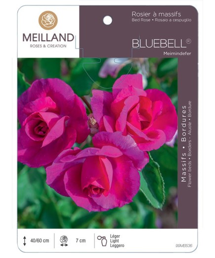 Rosier à massifs BLUEBELL ® Meimindefer