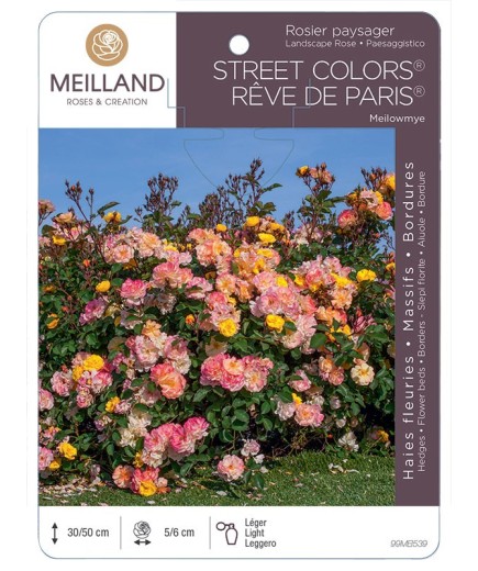 Rosier paysager REVE DE PARIS® Meilowmye