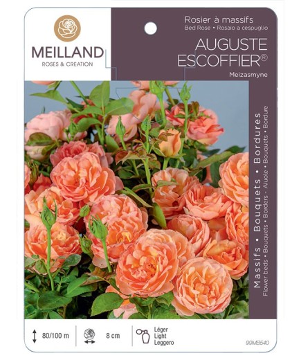 Rosier à massifs AUGUSTE ESCOFFIER ® Meizasmyne