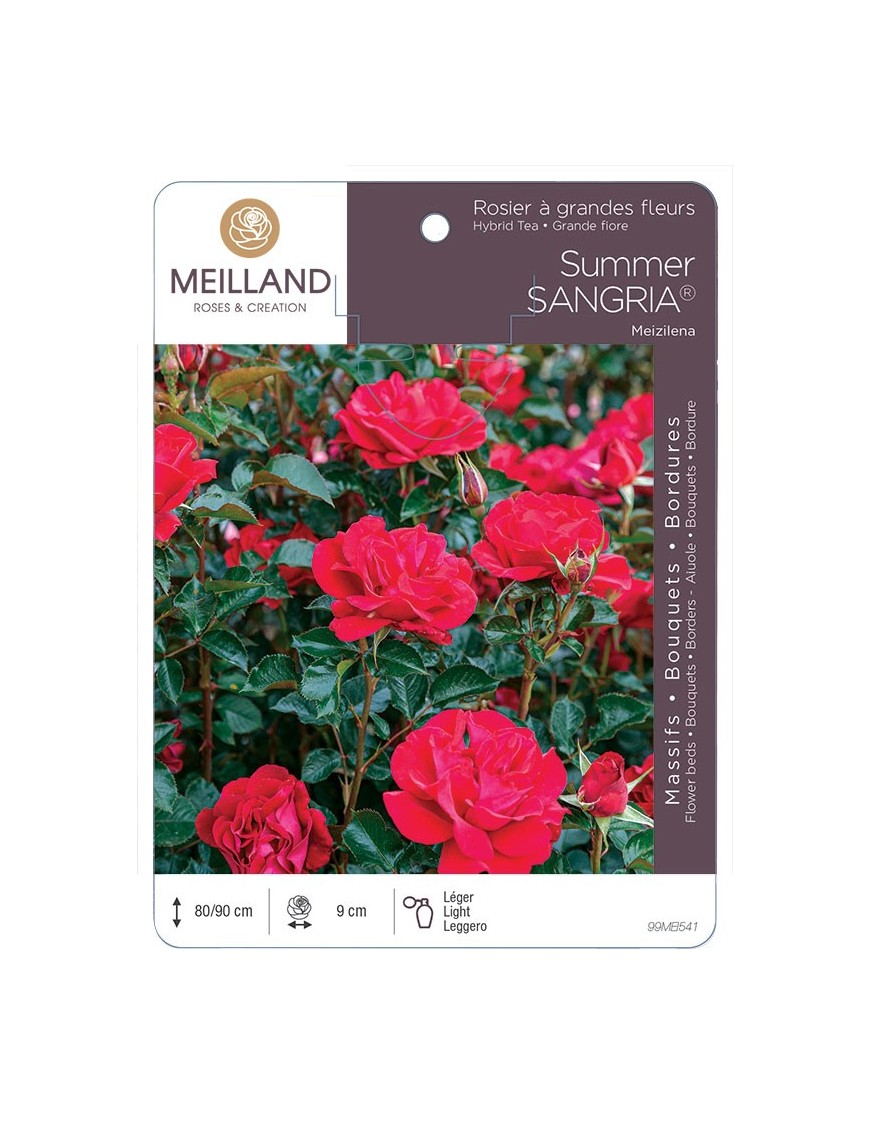 Rosier à massifs SUMMER SANGRIA ® Meizilena
