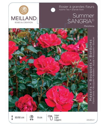 Rosier à massifs SUMMER SANGRIA ® Meizilena
