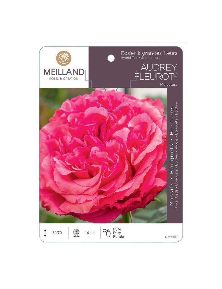 Rosier à grandes fleurs AUDREY FLEUROT ® Meicatess
