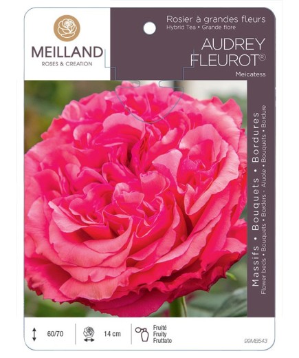 Rosier à grandes fleurs AUDREY FLEUROT ® Meicatess