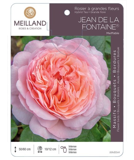Rosier à grandes fleurs JEAN DE LA FONTAINE ® Meiffable