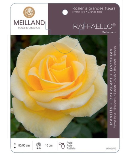 Rosier à grandes fleurs RAFFAELLO ® Meikanaro
