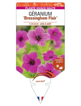 GERANIUM (psilostemon) Bressingham Flair