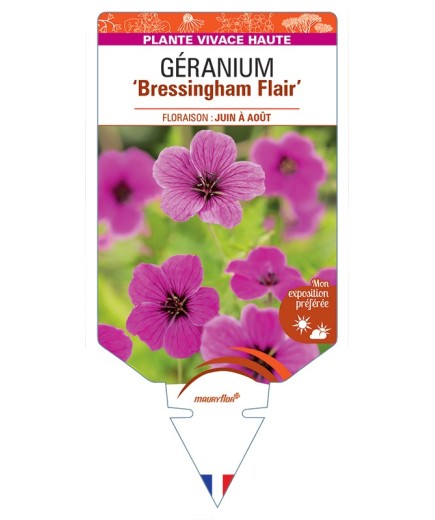 GERANIUM (psilostemon) Bressingham Flair