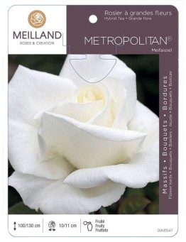 Rosier à grandes fleurs METROPOLITAN ® Meifaissel