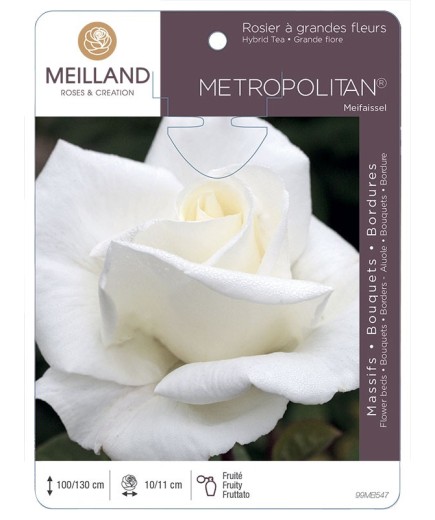 Rosier à grandes fleurs METROPOLITAN ® Meifaissel