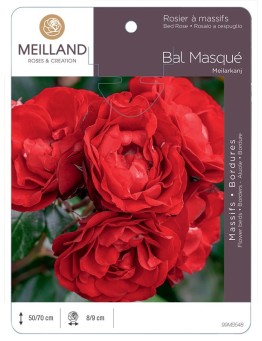 Rosier à massifs BAL MASQUE ® Meilarkang