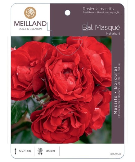 Rosier à massifs BAL MASQUE ® Meilarkang