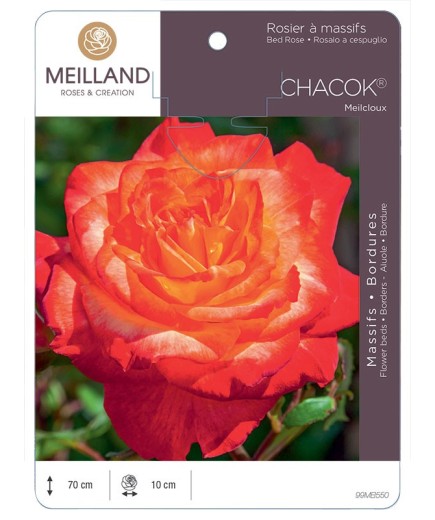 Rosier à massifs CHACOK ® Meilcloux