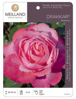 Rosier à grandes fleurs DRAKKAR ® Meikolyma