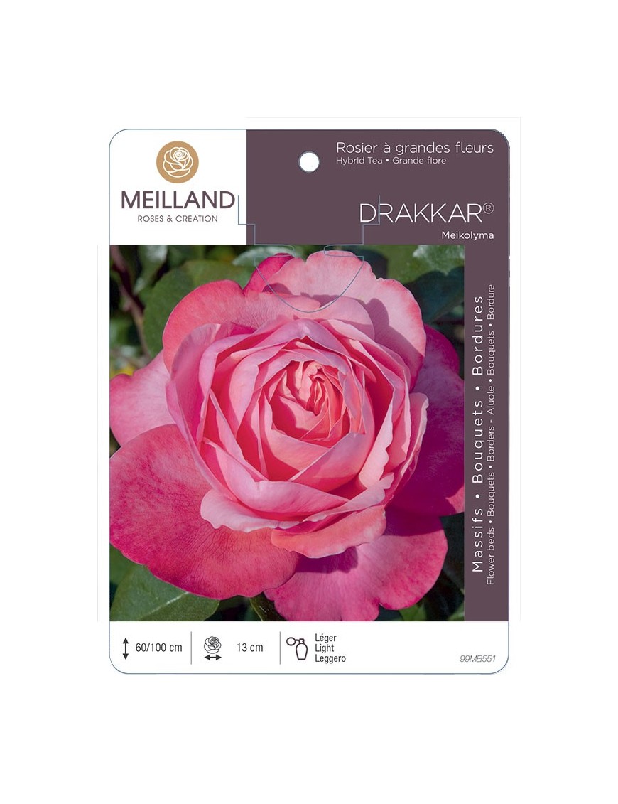 Rosier à grandes fleurs DRAKKAR ® Meikolyma