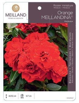 Rosier miniature ORANGE MEILLANDINA ® Meijikatar