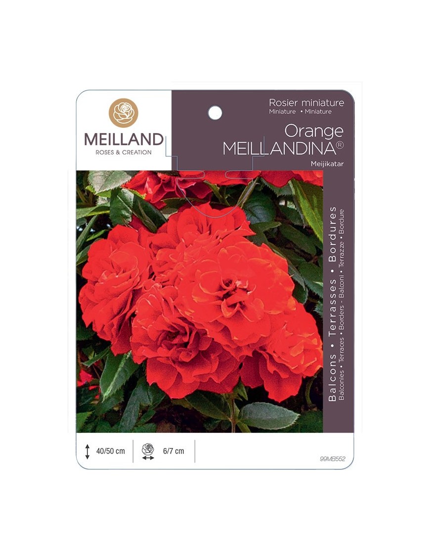 Rosier miniature ORANGE MEILLANDINA ® Meijikatar