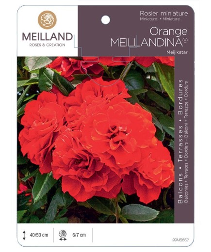 Rosier miniature ORANGE MEILLANDINA ® Meijikatar