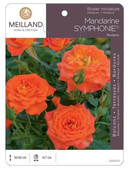 Rosier miniature MANDARINE SYMPHONIE ® Meidarin