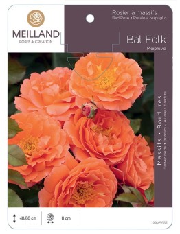 Rosier à massifs BAL FOLK Meipluvia
