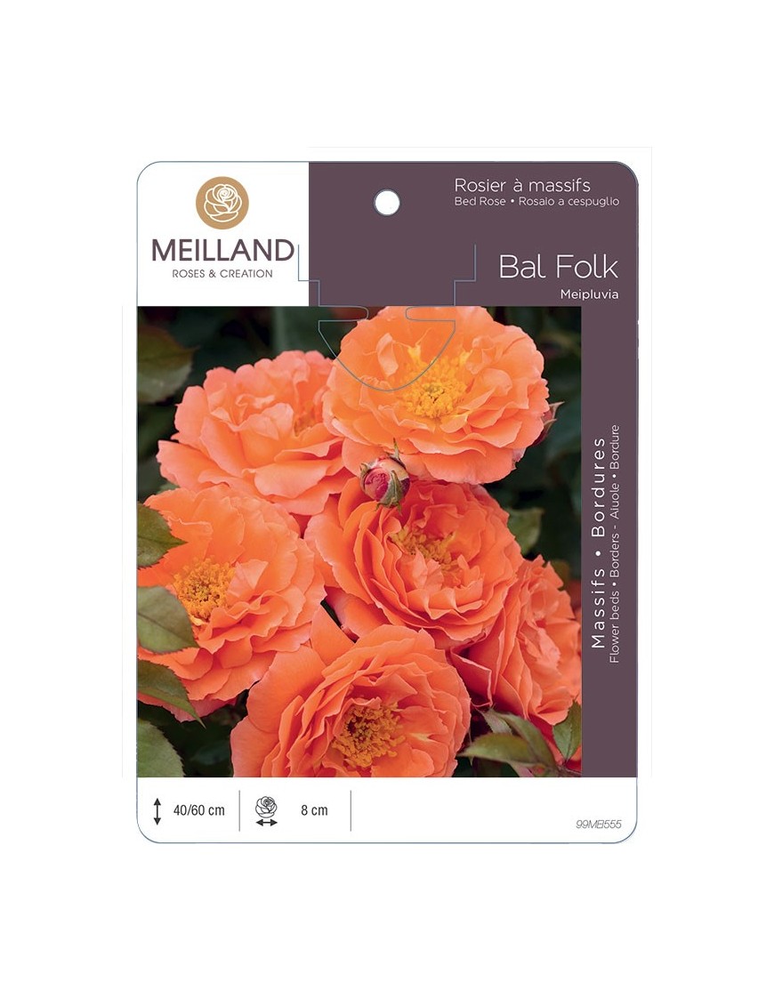 Rosier à massifs BAL FOLK Meipluvia