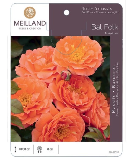 Rosier à massifs BAL FOLK Meipluvia