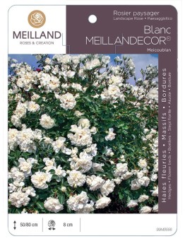 Rosier paysager Blanc MEILLANDECOR ® Meicoublan
