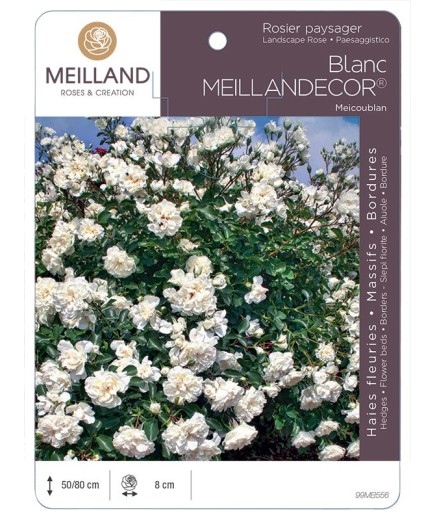 Rosier paysager Blanc MEILLANDECOR ® Meicoublan