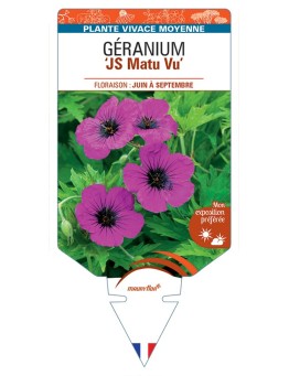 GERANIUM (psilostemon) JS Matu Vu