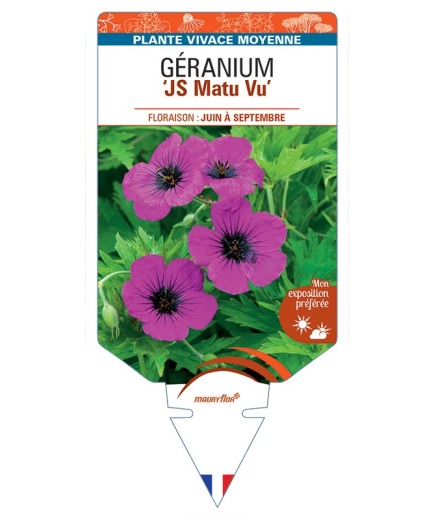 GERANIUM (psilostemon) JS Matu Vu