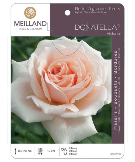 Rosier à grandes fleurs DONATELLA ® Meikerira