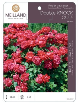 Rosier paysager DOUBLE KNOCK OUT ® Radtko