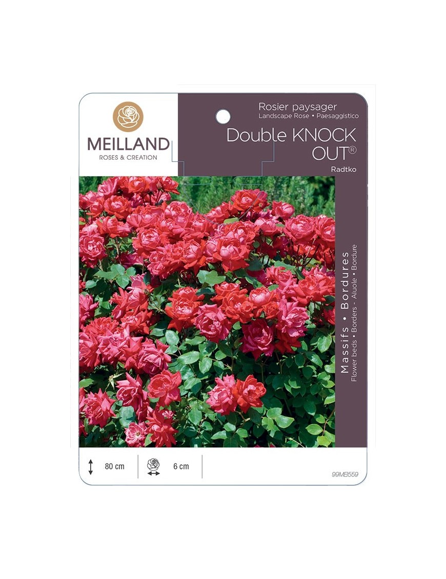 Rosier paysager DOUBLE KNOCK OUT ® Radtko