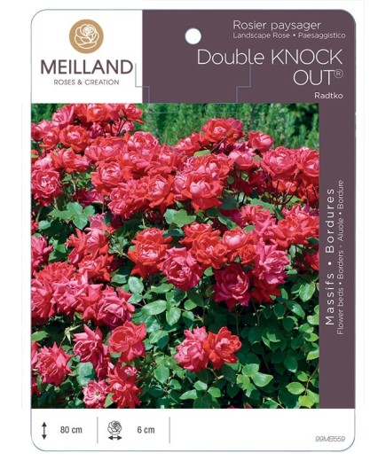Rosier paysager DOUBLE KNOCK OUT ® Radtko