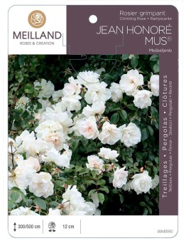 Rosier grimpant JEAN HONORE MUS ® Meibeljenb