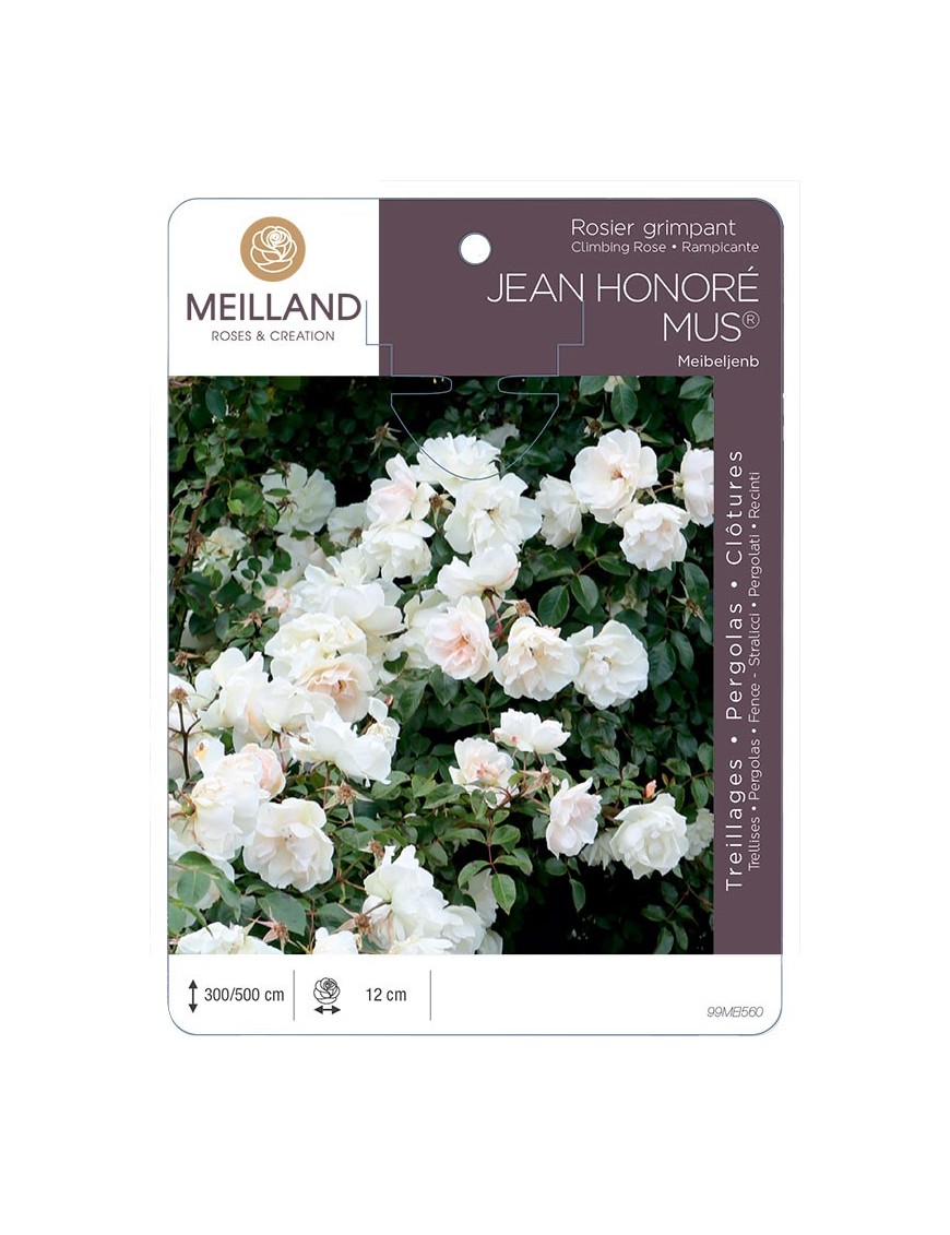 Rosier grimpant JEAN HONORE MUS ® Meibeljenb