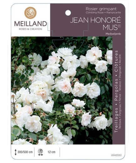 Rosier grimpant JEAN HONORE MUS ® Meibeljenb