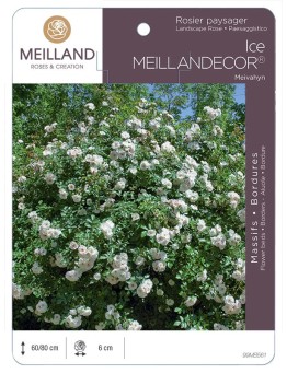 Rosier paysager ICE MEILLANDECOR ® Meivahyn