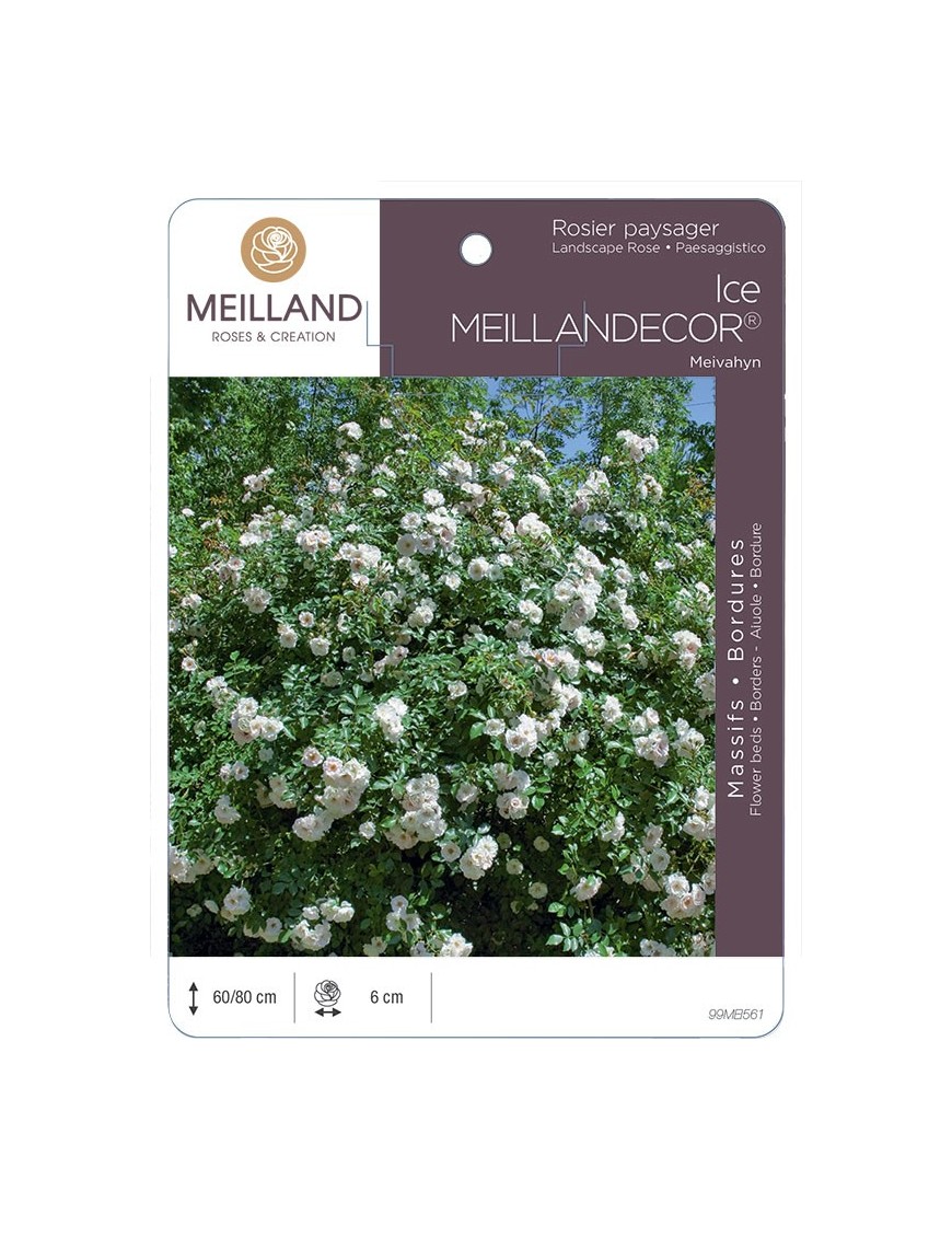 Rosier paysager ICE MEILLANDECOR ® Meivahyn