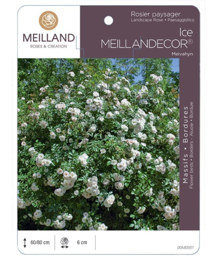 Rosier paysager ICE MEILLANDECOR ® Meivahyn